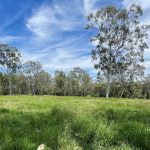 Strong market for quality lines of feeder steers at Moreton