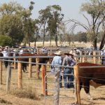 Beef and cattle trade responds to market conditions