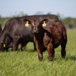 Industry groups welcome checkoff support