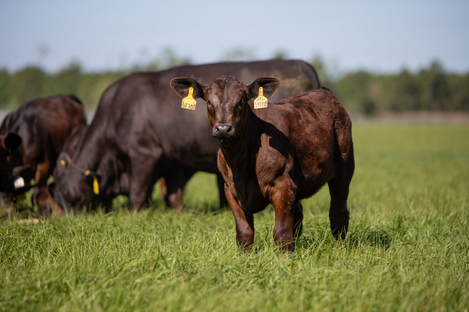 Vytelle expands global presence | Beef Magazine