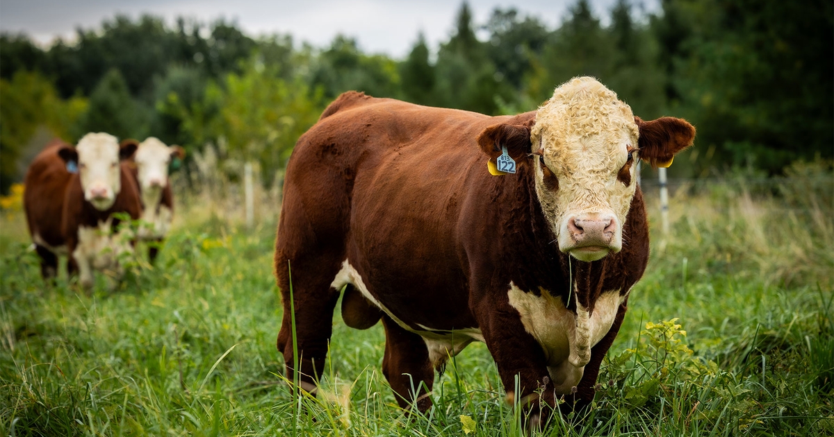 Make use of precision technologies in cattle genetics