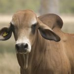 Cattle Australia welcomes WA Cultural Heritage decision