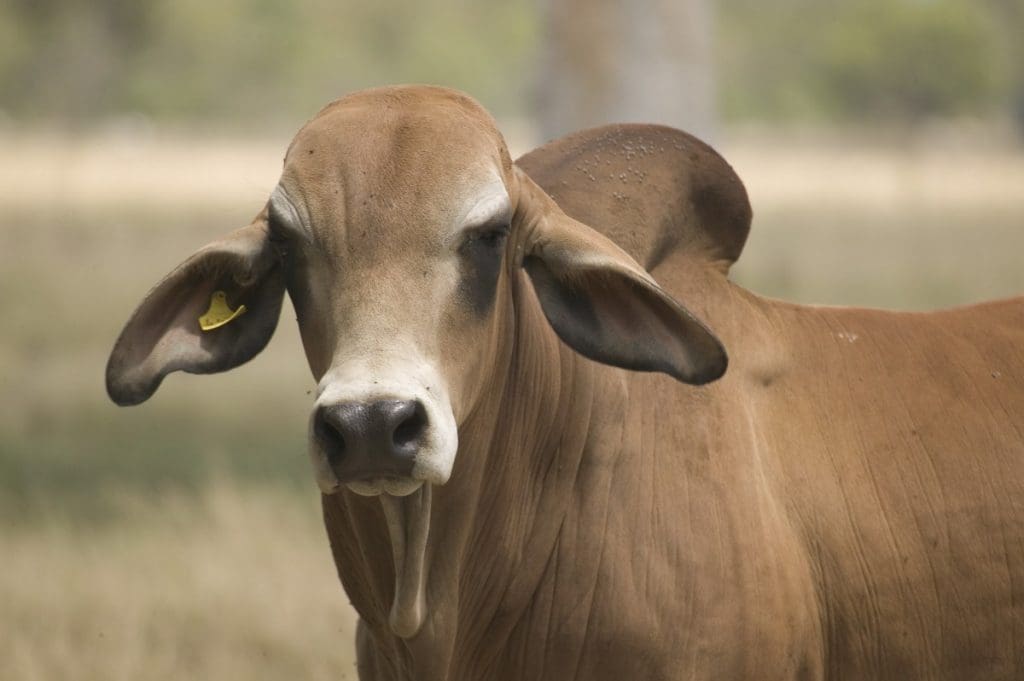 Concerns raised about potential anti-livestock policies from Labor conference