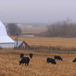 K-State Beef Stocker Field Day scheduled for Sept. 28