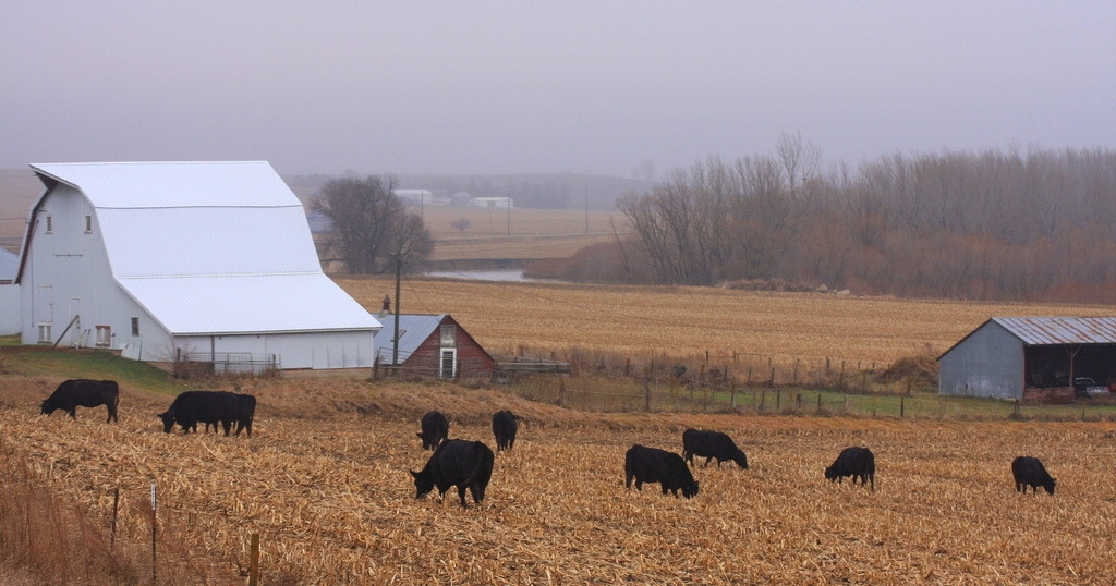 Grazing cornstalks can fill forage gaps during drought