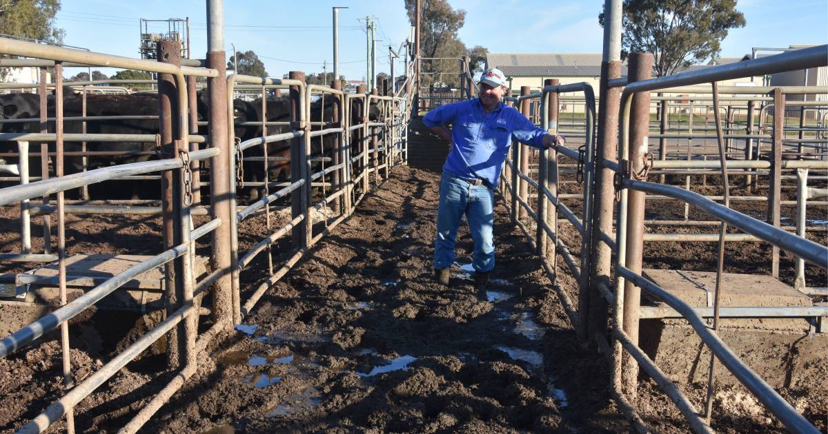 Wagga Wagga saleyards labelled as a ‘pigsty’ with calls for upgrade | The Land