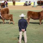 Banking on spring rain to keep cattle prices firm | The Land