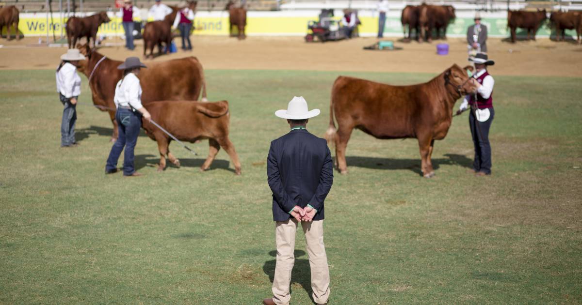 Ekka stud cattle judging line-up announced for 2023