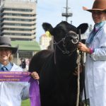 Meatworks cattle dearer at Gympie