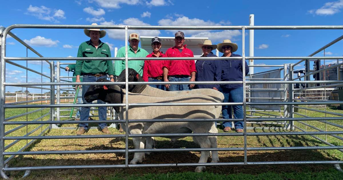 Cobar annual ram sale sells to $5000