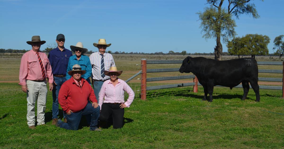 Outwest Angus hits $16,000 to average $8,406 | The Land