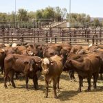 Weaner steers under 200kg top at 376c, average 350c at Roma store sale | Queensland Country Life