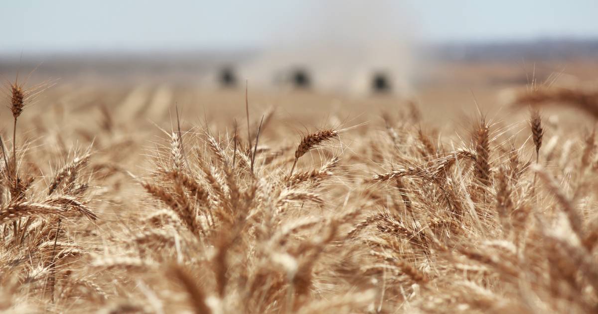 Wheat prices remain volatile on the back of multiple global factors