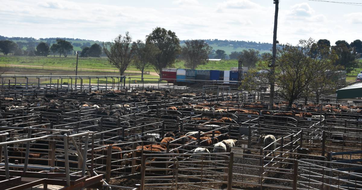 Bobcats in action at Wagga Wagga saleyards