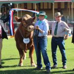 Ekka 2023: Braford's show quality over quantity