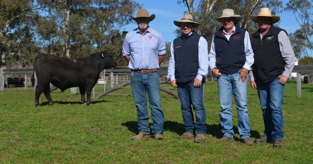 Coolie Angus achieves a 100 per cent clearance to average $9,086 | The Land