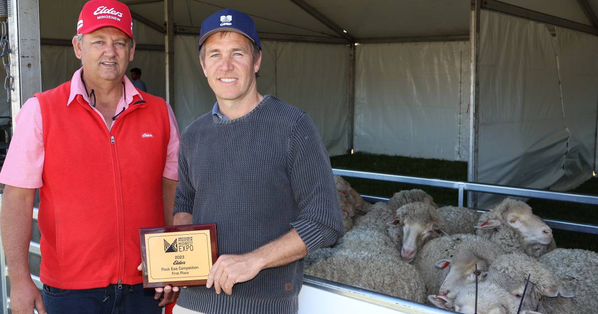 Dempster line wins ewe hogget competition