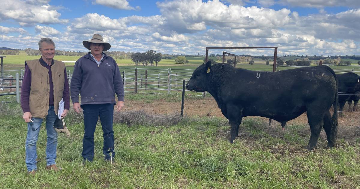 Mundarlo Angus top at $8000, heifers $3550 | The Land