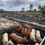 Ekka 2023: social gallery for stud beef cattle including the Brangus | Queensland Country Life