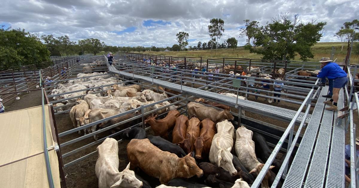 Firm market for feeder heifers and steers at Monto