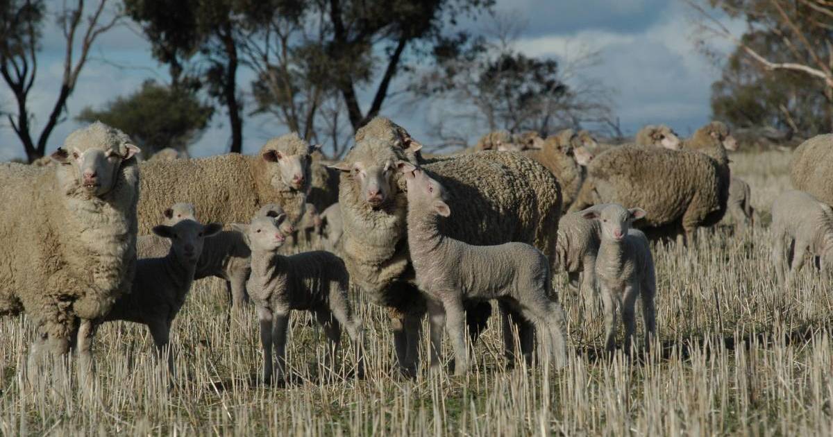 Live sheep ban sets dangerous social license precedent say Grain Producers | North Queensland Register