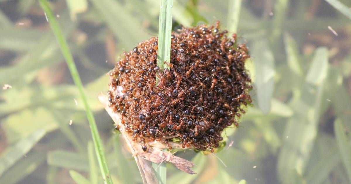 Invasive Species Council says more funding is desperately needed for the National Fire Ant Eradication Program | The Land