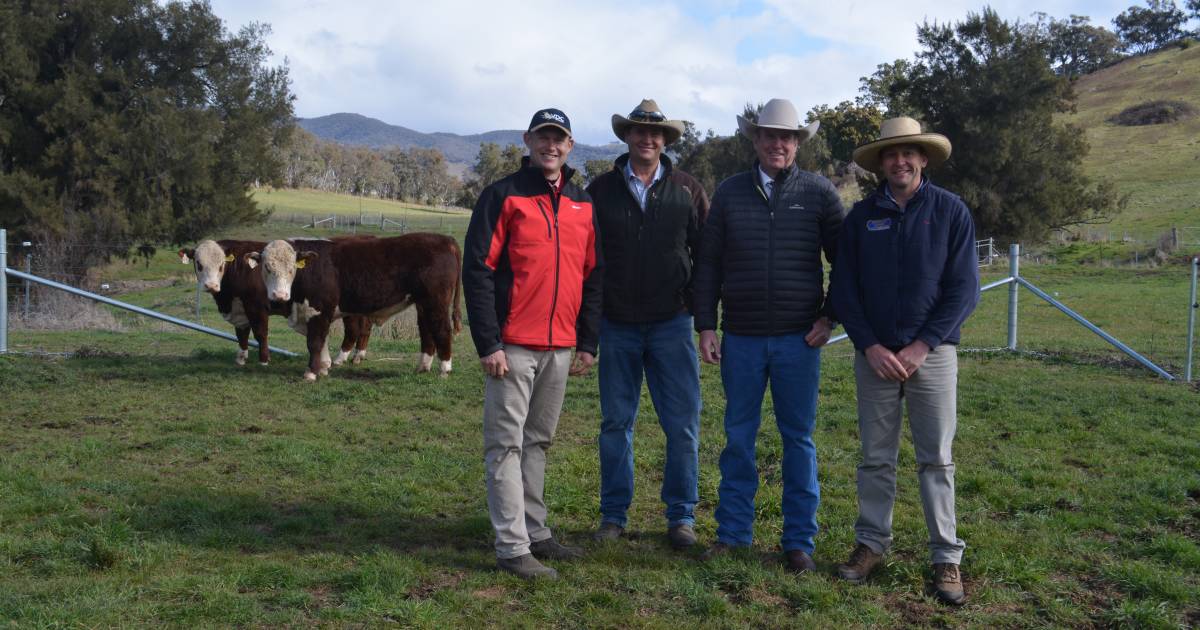 Vielun Pastoral Company Angus and Hereford bulls head to NSW and VIC studs | The Land