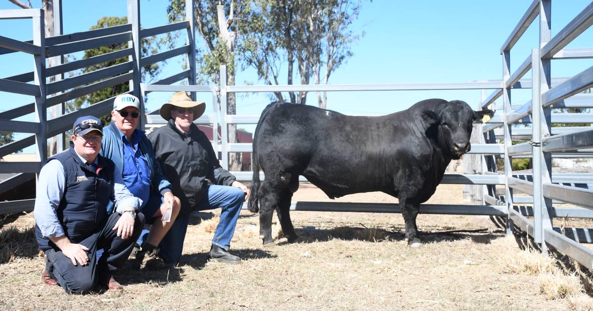 Coolabunia Limousin group achieves total clearance at second annual bull sale | Queensland Country Life