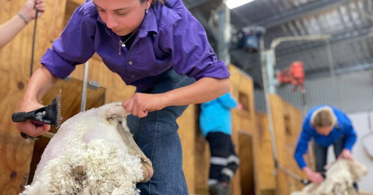 TAFE NSW introduces students to shearing | The Land