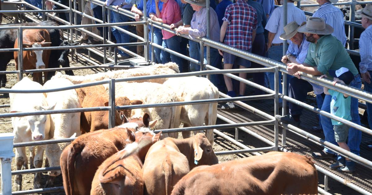 Quality mixed but prices firm at Maitland | The Land