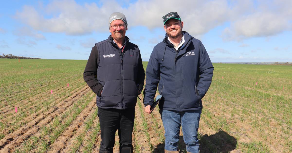 Crop walk delivers closer look at trials