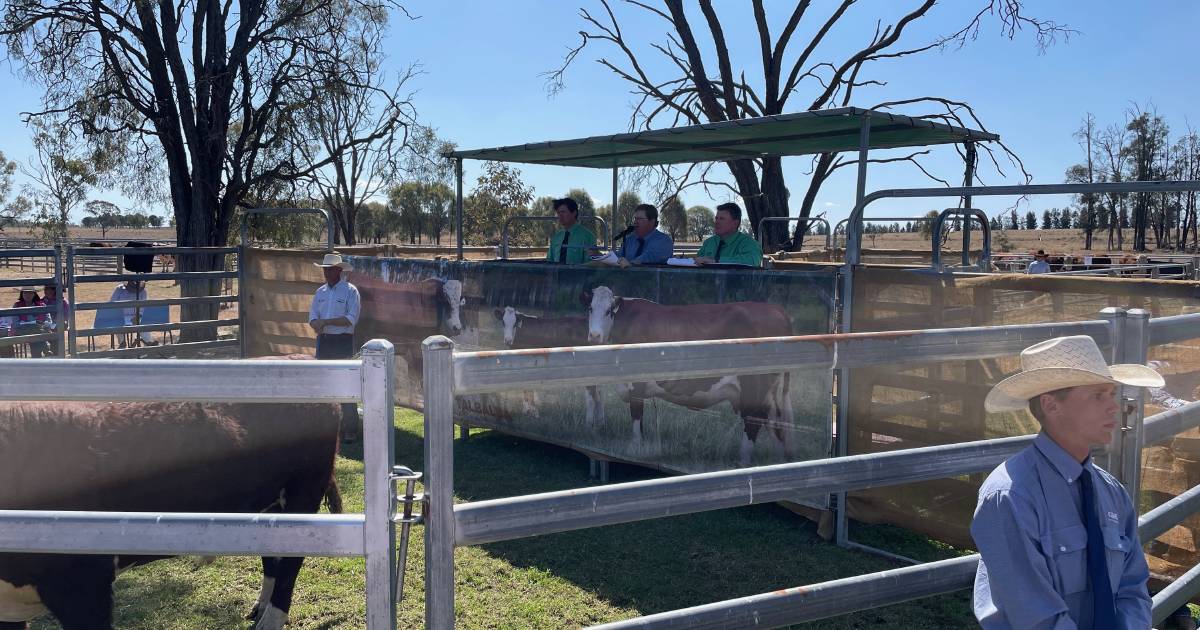 Talbalba Herefords bull makes record price for Reid family | Queensland Country Life