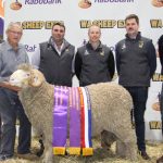 Stud breeder interest boosts Gilmandyke sale results