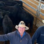 Royalla Shorthorn sale popular amongst online bidders | The Land