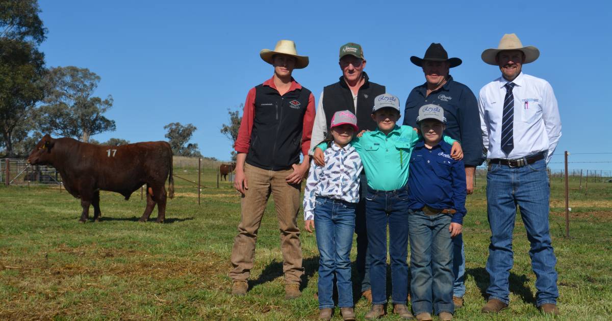 Royalla Shorthorn sale popular amongst online bidders | The Land