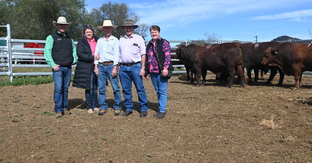 Top-priced Hardigreen Park Santa Gertrudis bull goes to Queensland