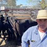 Wagga sale 28 August 2023: Prices decline with softer competition