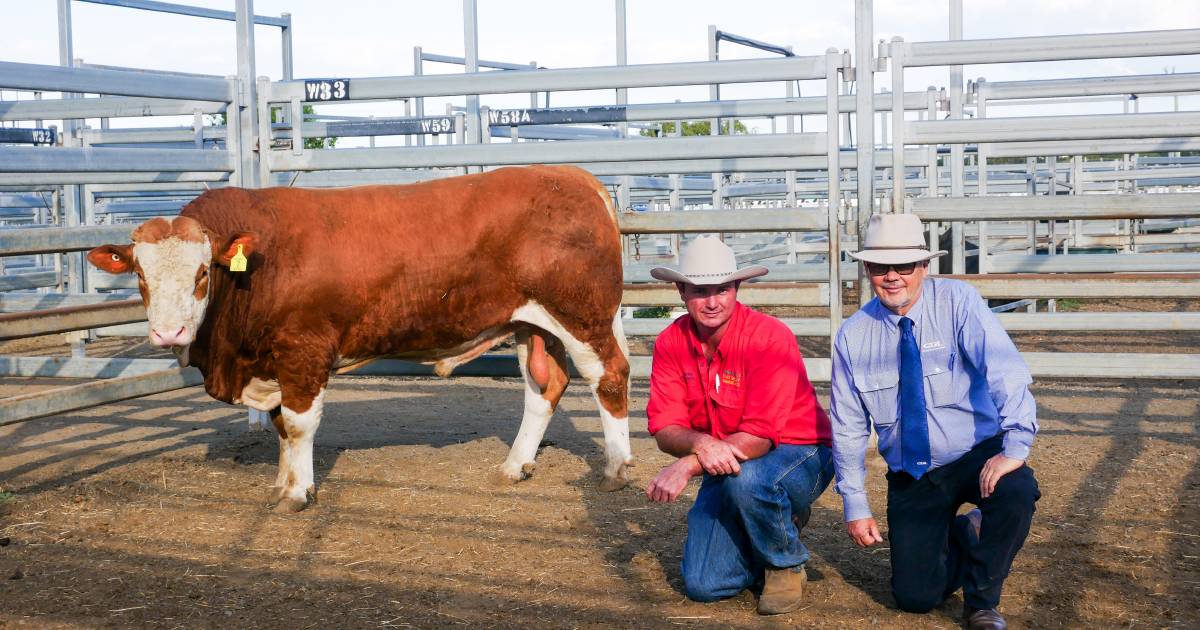 Top bull at Clay Gully Simmental Bull Sale sells for $20,000