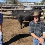 Repeat NSW buyer tops Terrick Merinos ram sale