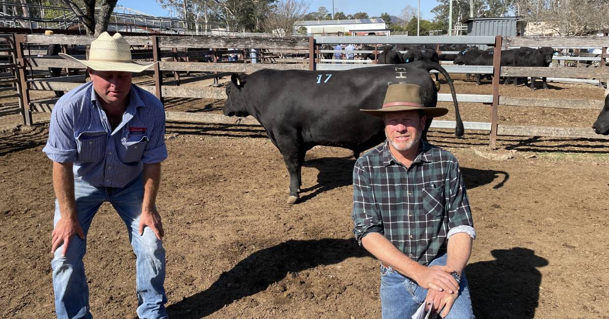 Gloucester All Breeds bull sale a day out for Skibo Angus