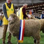 Light weight yearling steers returning to the paddock top at 284c at Toowoomba | Queensland Country Life