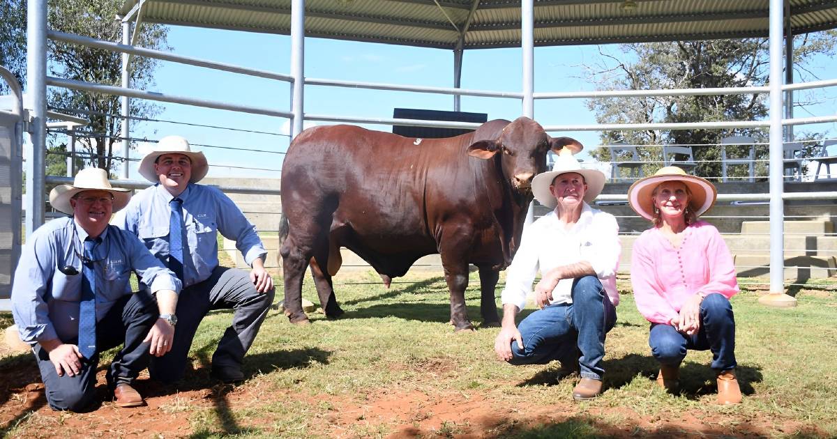 Moongana Santa Gertrudis top price record levels up again in 2023 | Queensland Country Life