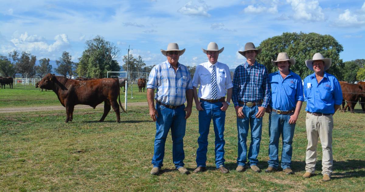 Interstate buyers dominate Manchee Agriculture Yamburgan Shorthorns