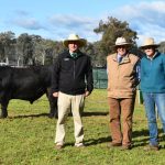 White Springs Poll Merinos sell to $3000 at Calingiri ram sale | Farm Weekly