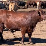 Weaner steers top at 352c at Roma