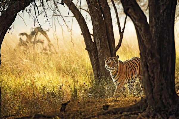 On the tiger trail in India: ‘I simply couldn’t move from visceral terror’