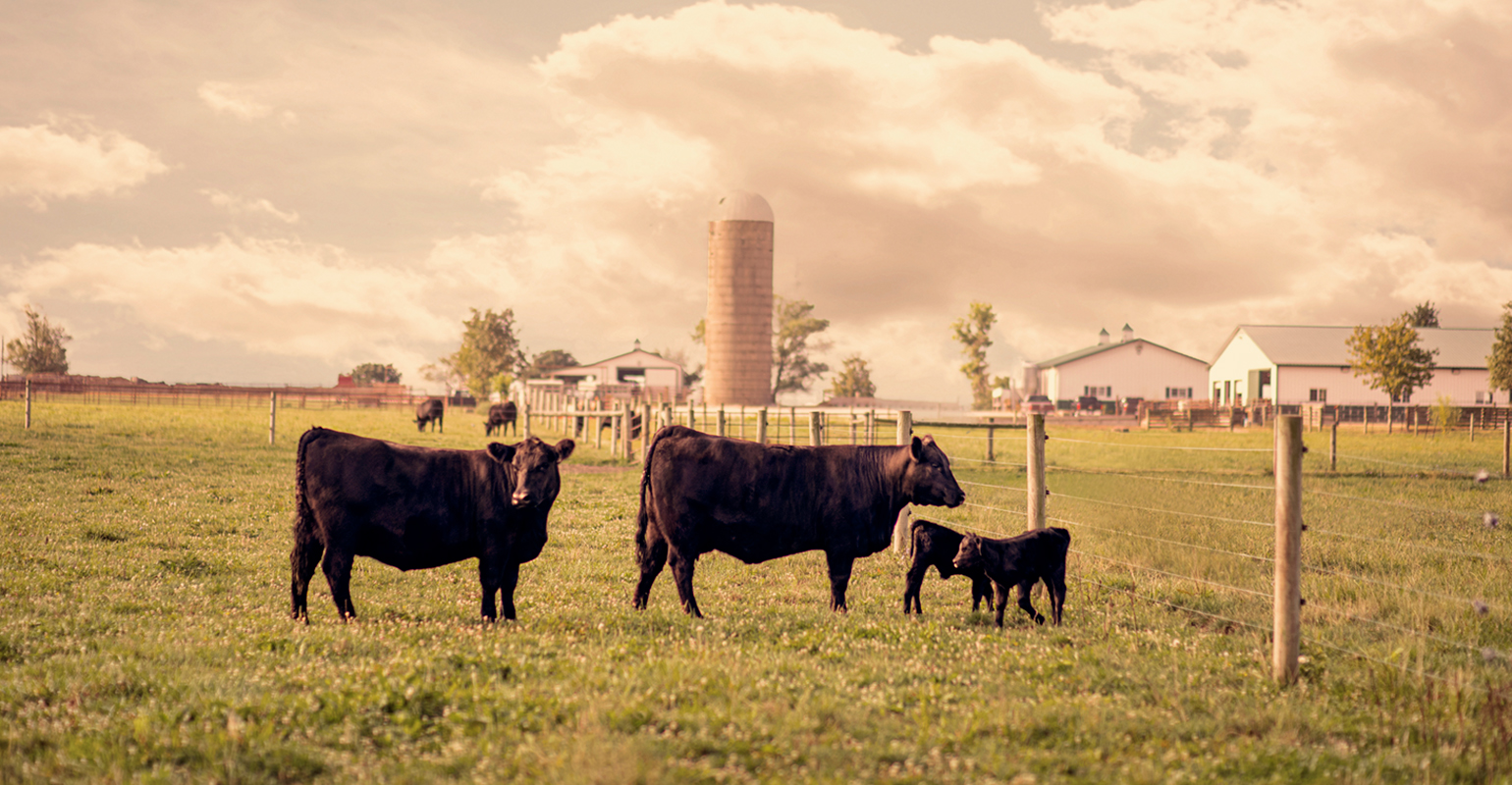 Which cattle should I deworm and when?