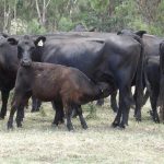 Weekly genetics review: Breeding your own herd bulls? Some tools to help keep the right ones