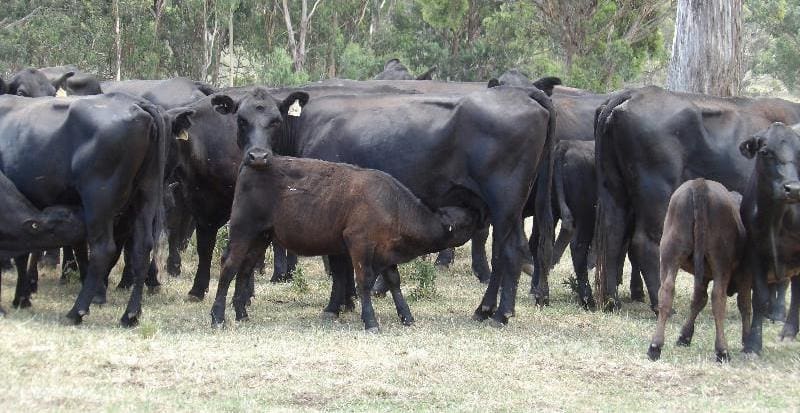 Feed efficiency and the cow herd