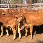 Booroomooka Angus stud clears 246 bulls